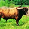
Westhaven Rusty Shade Iron, 2017 California Grandchampion Longhorn bull and Drag Iron son, passes on his wonderful length, beefiness, soft personality and brindle coloring to his progeny 

