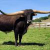 
Westhaven Gold Run, 2 x International Horn Showcase Champion 2019. He is sleek, with black coloring with speckles to keep it interesting and big wide horns. We have many of his progeny here at Westhaven, with more to come!
