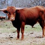 
Westhaven Love Rusty Iron is a 19 month old herdsire, breeding now. He is dark cranberry brindle, grandson to legendary sires Drag Iron and Temper Tantrum, and has perfect lateral horns. He is quiet and easy to work, and is beefy with 5 years of horn growth ahead - $2500