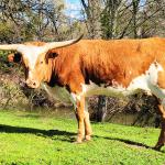 Westhaven Clear Skye Affection is a 23 month exposed heifer, from the El Coyote ranch line and our Clear Win son Fast Win. She is consigned to the Oregon Trail Sale June 24th. Details here! http://www.aandslandandcattle.com/Oregon-Trail-Sale-Consignments