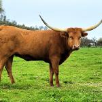 Westhaven Farlap Gold is a bred young cow with a blue chip pedigree and years of growth ahead. Consigned to the Oregon Trail Sale, details here: http://www.aandslandandcattle.com/Oregon-Trail-Sale-Consignments
