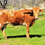 Westhaven Gold Strawberry Moon is an exposed heifer, from the famous Bob Loomis line and our Horn Showcase Champion Gold Run. Consigned to the Oregon Trail Sale, details here: 
http://www.aandslandandcattle.com/Oregon-Trail-Sale-Consignments