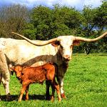 Westhaven Sweet Overwhelmed Wow is the California Grand Champion Longhorn cow 2022. She is long, deep with a perfect udder and production record. She has a stunning bull calf at side. Consigned to Best Little Longhorn Sale July 2023: details at www.silversummitranch.com/Show-sale