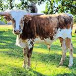 Westhaven GoldVoyager is a stunning  12 month old son of Horn Showcase Champion Gold Run and dam Jamesons Jazzy from Star Creek's award winning program. His family tree has jaw dropping cows. He is gentle, shedding out to gold brindle. This is a contender! Don't miss this rare young herdsire.$3250