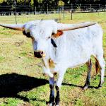 Westhaven Gold Delos is a showstopping young ornamental steer for your front pasture.   Delos is a rare blue roan with huge lateral black horns with years of horn growth ahead, is social, comes to call and gentle. He is very special trophy steer and could be your friend. $2350