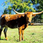Westhaven Gold Strawberry Moon is a bred 2 year old heifer with a long deep body from her Boomerang dam and wide big horns, with years of growth ahead, from her Horn Showcase World Champion sire Gold Run. She is calm, sweet and elegant, due Spring 2024. $2500