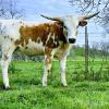 Westhaven Clear TSarah is a 14-month-old heifer, daughter of gorgeous Tsusie Diamond, granddaughter of the famous bull Tsunami. TSarah is currently exposed to Champion Rusty Shade Iron. TSarah has perfect lateral horns, easy to handle. $1600