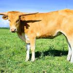 Westhaven Tiffanys Gold is a picture perfect 14 month old heifer with smooth conformation, horn set and disposition. She has Gold Run, Gold Mine, Cowboy Casanova and Tsunami in her amazing pedigree. Don't miss out on this one! $1950