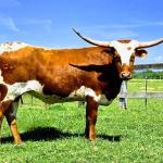 West'Or is a 16 month old heifer 
 with perfect conformation, a flashy paint job, wide lateral horns with 5 years more to go and a sweet disposition. She has Gold Run, Sebastian and Clear Win in her pedigree. She is bred to Gold Cortez for a November 2025 calf. $2600