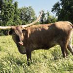 Westhaven Clear Mist is a five year old proven cow who delivers big calves with ease. She has 2 more years of horn growth. With rare butterscotch grulla coloring,  she honors her big pedigree.She is quiet and easy to work. Bred to black and white Cortez late 2025 calf: $3600