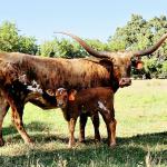 WH Touchdown EasterEve is a TK Royal T daughter, 4 years old with a month old bull calf with big horn buds at  side sired by a Gold Run son. Eve's horns will grow another 3 years and she is a stunning with perfect conformation and is a great mama. $3800 for the pair
