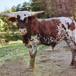 Westhaven Gold Buccaneer is a yearling pasture ornament steer, with the most fantastic coloring to go with his huge horns, and social, gentle personality. He is a Rebel HR son, so he will  stop traffic with his beauty then lick your hand. $1900