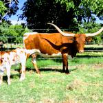 Westhaven Clear Reverie is a proven cow in her prime who produces spectacular calves like clockwork. At side is 8-week-old herdsire prospect, a social bull calf sired by our Gold Run son Gold Chinook. Reverie is very gentle and easy, exposed back for a possible 3-in-1. $3800 for the pair