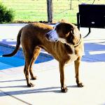 LilliRose is a 3-year-old spayed female purebred Catahoula, companion and ranch dog, raised on our ranch since she was 8 weeks old, working with big Longhorn cattle for two years, and has also done some ring work with goats. She is fearless and loves to shoo cows along and will stop when ordered. She takes training well and does not damage the livestock when herding, sweet tempered, loving and a great watchdog. She is housebroken, loves to cuddle but is also kennel trained and swims. She has not been around children, so maybe not a family situation for her. She is from a famous line of Catahoulas from Windridge Farms. She will do best on a ranch with one owner, with work to do, with less dogs than I have here so she can receive the love and attention she so deserves. $900