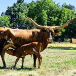 WH Touchdown EasterEve is a stunning TK Royal T daughter, 4 years old with one month old bull calf with big horn buds at side sired by a Gold Run son. Eve's horns will grow another 3 years. She has everything: color, conformation, horns and proven production. $4200 for the pair
