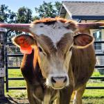 Here is a headshot of our lovely Casanova. He is social and engaged. $1300 or discounted in package pricing 
