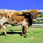 Westhaven MoreThanA 5050 Chance is a stunning, beefy, gentle 18- month old grulla brindle bull, grandson on both sides to legendary 5050 BCB bull. Chance has huge lateral horns, smooth conformation, and is social and sweet, adding big pedigree, beefiness, rare colors and horns to your herd! $3200