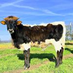 Westhaven Clear Griffin is a gorgeous, gentle 6 month old pasture ornament with splashy coloring and a big pedigree to match. He is calm, sweet tempered and will have big black horns. $1700 