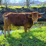 Westhaven Revealed Weapon is a yearling heifer, sired by champion Rusty Shade Iron, out of our Concealed Weapon cow Serious B. Revealed is big, calm, easy to handle with dark horns. $1900