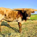 Westhaven Morethana5050 Chance is a smooth, beefy 22 month old grulla gold brindle bull with perfect lateral horns with 4 more years of growth ahead. Chance has 5050 BCB - one of the top earning bulls of all time - on both sides of his pedigree. He is dog gentle and easy to handle. $2500